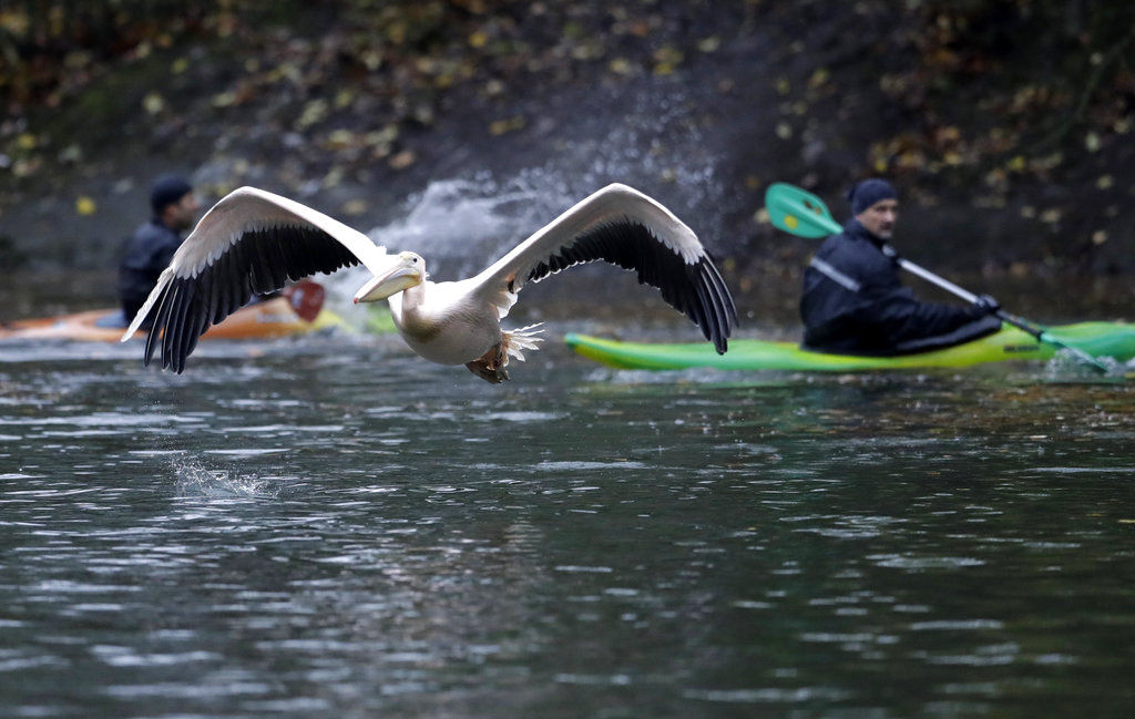 Trying to catch a pelican